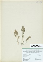 藏品(膜葉卷柏)的圖片